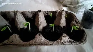 How to germinate seeds in 3 days - ★Best method to grow Cucumber Plants from seeds at home