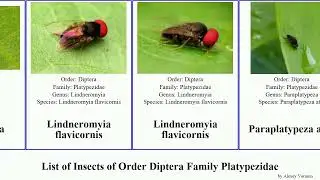 List of Insects of Order Diptera Family Platypezidae callomyia elegans atra speciosa picta rufa