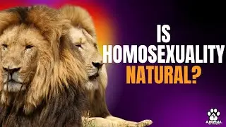 гомосексуальность В ЖИВОТНОМ МИРЕ: 10 ВИДОВ, КОТОРЫЕ ЕГО ПРАКТИКУЮТ 🌈🌈