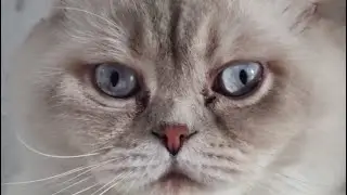 Babu Butt Scottish Cat is live