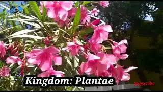 Nerium oleander: Aralli Poo - #Nerium #Oleander #AralliPoo #Arali #PlantsPlanet #Plants