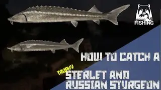 Russian Fishing 4 -Akhtuba River- How to catch a Sterlet and Russian Sturgeon trophy