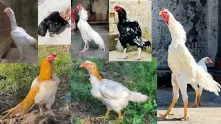 Aseel Murghon Ka Complete Setup | Full Breeder Hens Collection & Farm Tour 2025&rdquo;