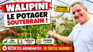 WALIPINI : Comment faire un potager en hiver sans chauffage grâce à la serre enterrée !