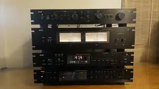 PHILIPS  BLACK TULIP
