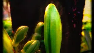 snapseed editing | timelapse | own editing | #snapseed #editing