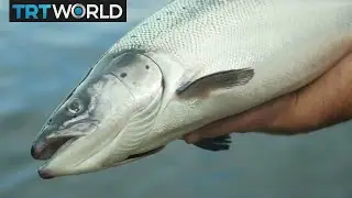 Money Talks: Salmon exports added $650M to Scottish economy