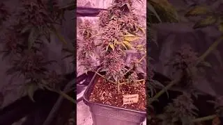 Tropicana Cookies Week 10 🌱