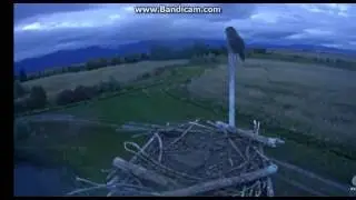 Owl on Perch September 24 2016