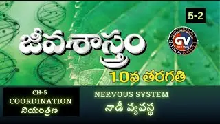 X BIOLOGY -  CH 5-2 - NERVOUS  SYSTEM- PODCAST
