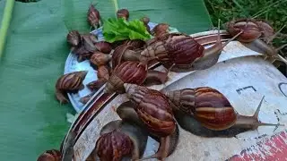 A group of cute land snails in the village