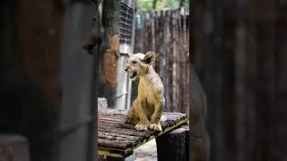 Little Lion. Wild Cat, Purring. Cute African Lion. Lion Purring/