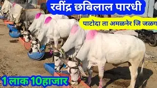 15 जानेवारी 2026 |🔴 गुरुवार पाटोदा ता अमळनेर | जि जळगाव | रवींद्र छबिलाल पारधी | ✅ यांच्या धावणीतील