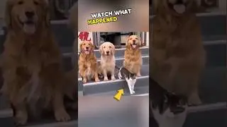 ⚠️ Dog's unexpected reaction to cat's behavior 😂 #dog #catvideos #shorts