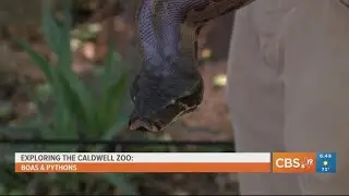 Exploring the Caldwell Zoo: Sssssnakes at the Caldwell Zoo