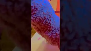 Making you a cereal with fruits,star marshmallows, and berry powder