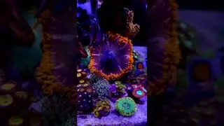 Happy Thursday #reef #reeflife