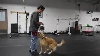 Directing Your Dog to Ignore Distractions Using the Leash