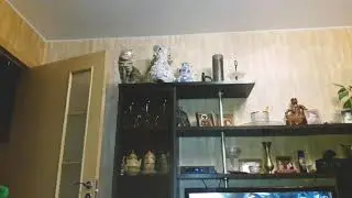 My cat watches ORBS. ( Моя кошка набдюдает за ОРБАМИ).