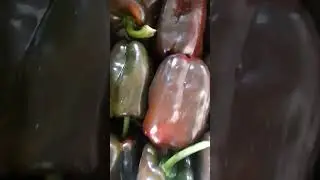 Peperoni Rossi e Verdi 😍