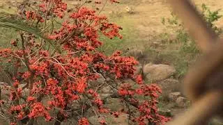 Vasantha Vriksham (Tree of Spring) Holi flower Moduga chettu