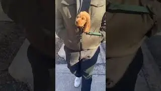 How to stay warm in winter, as a puppy... #cockerspaniel #puppy #dog #dogshorts #shorts #cutepuppy