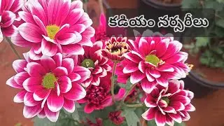 #kadiyam #కడియం #nurserie #రాజమండ్రి #rajamundry #biggest #famous #youtube #viralvideo #beautiful 