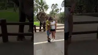 Trick elephant #youtubeshorts #bali #elephants #shorts #indonesia
