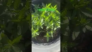 Flower pot marijuana growth after a month