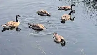 Beautiful Wild Duck family,happy ducklings,Canada goose family,morning summer pond,JULY 