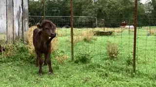 Five-legged calf finds home at Louisiana farm