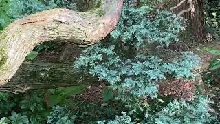 Chamaecyparis pisifera 'Squarrosa' -  moss falsecypress Eva Monheim #trees #treesofinstagram