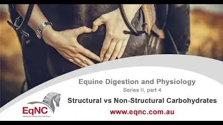 Equine Digestion and Physiology: Structural vs Non-Structural Carbohydrates