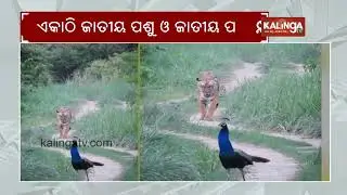 Tiger spotted walking behind peacock in rare Corbett video on Independence Day | Kalinga TV 