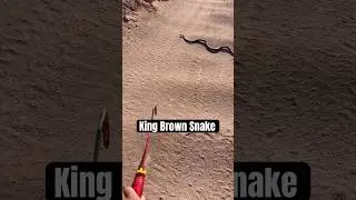 KB, serpent de la mulga, King Brown #faune #animaux #serpent #australie #reptile kingbrown