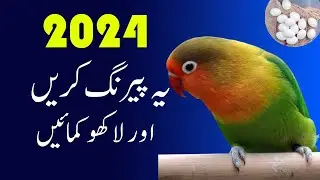 2024 Best Lovebirds Profitable Pair