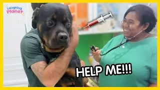 🐾🙀Animals' Dramatic Reactions at the Vet 😂 Funniest Animal Moments