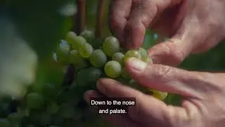 Concha y Toro: Desde nuestras manos, descubre una nueva vendimia