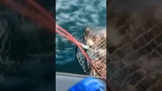 The Risk and Reward of Dungeness Crab! 🦀 🦀 🦀 #fishtough #crabbing #crab
