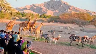AL Ain zoo Trip with family/Al Ain Zoo visit.