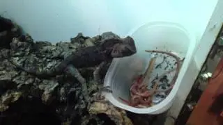 Gonocephalus chamaeleontinus feeding