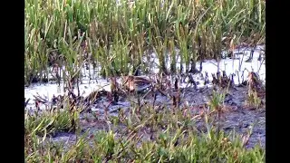 Jack Snipe   -  Bokje  -  Will Schep