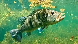 ENCONTREI O PARAÍSO DOS AZULÕES - PESCARIA NO PANTANAL