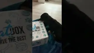 Doggy Treat Box Opening!