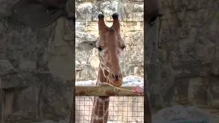 San Antonio Zoo Vibes: Wildlife, Lights, and Holiday Magic! 🐾✨