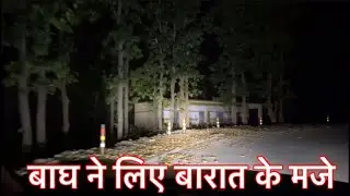 Marchula Tiger Attack Location Night Stay | Marchula Tiger Territory Night Drive #tigerattack