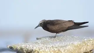 Brown noddy in June-2023 jamnagar birding guide mob. no. 8200420297