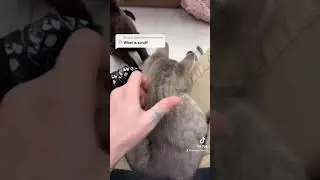 How to Scruff a Cat