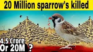 Why China's Killed 20 Million Sparrow?? 🤔 ❓️ |InfoMystery