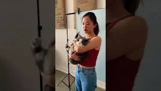 Bring your cat to work day. #shorts #chonkycat